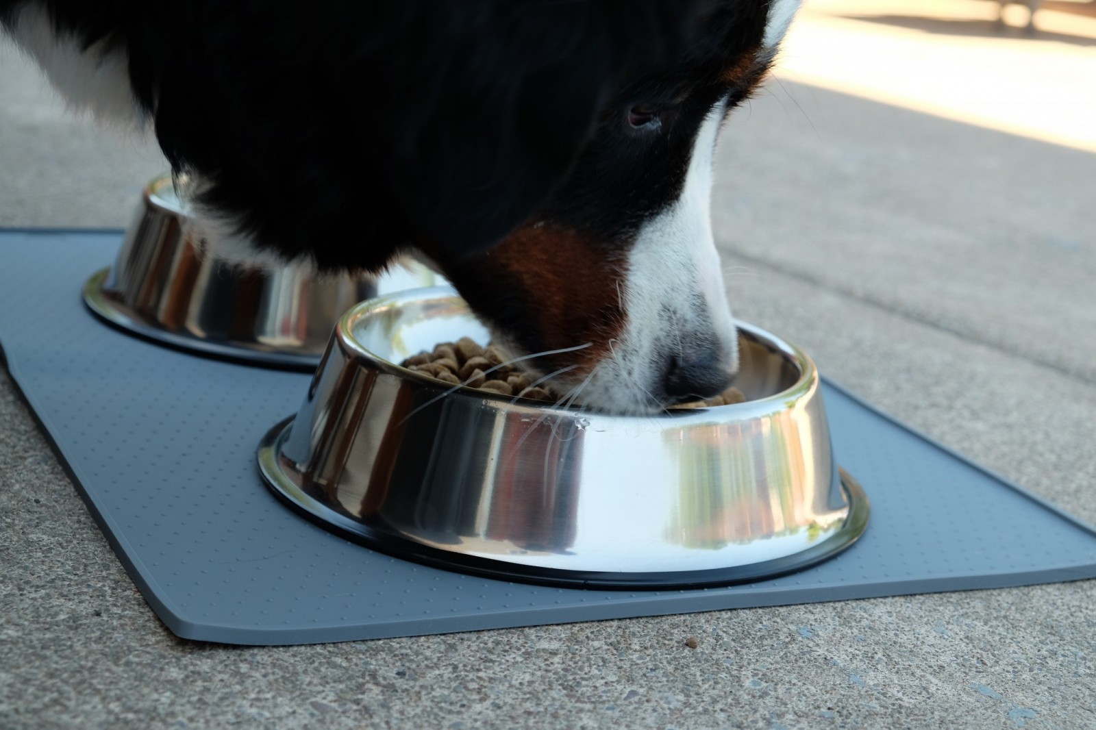 Good Stainless Medium Dog Bowl Set