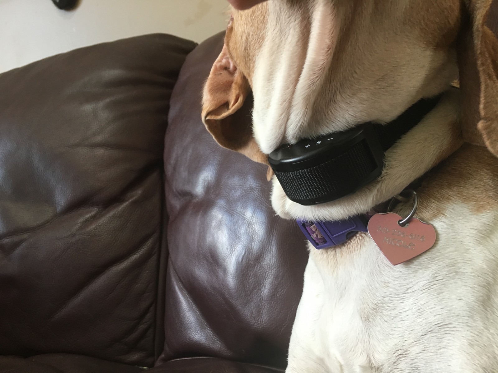 No Bark Dog Collar