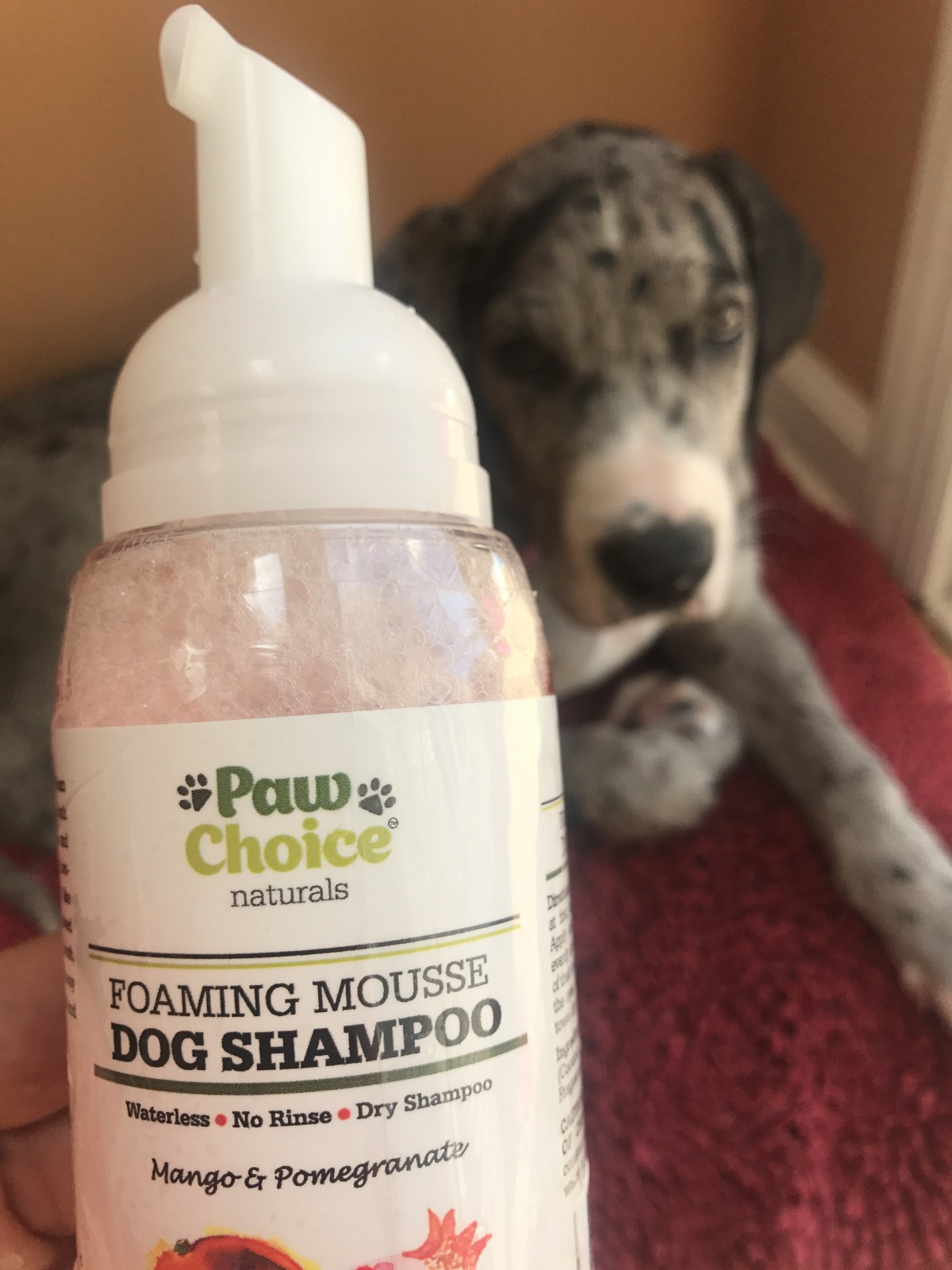 Paw Choice Naturals Waterless Foaming Mousse Dog Shampoo, Mango & Pomegranate